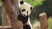 The Chengdu Giant Panda Sanctuary in Sichuan
