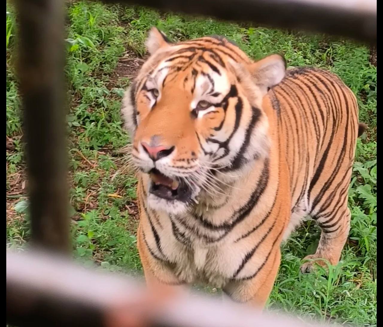 How to visit Siberian Tiger Park