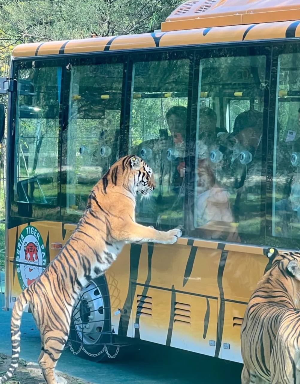 Key attractions and activities in Tiger Park in Harbin