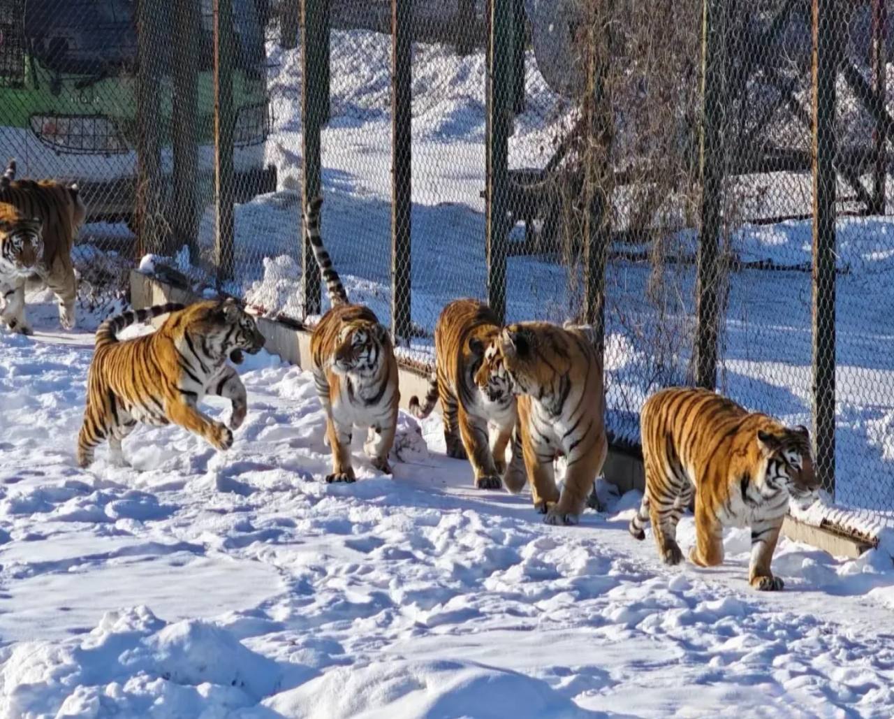 Siberian Tiger Park Harbin China
