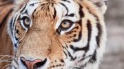 The Siberian Tiger Park in Harbin – how to visit