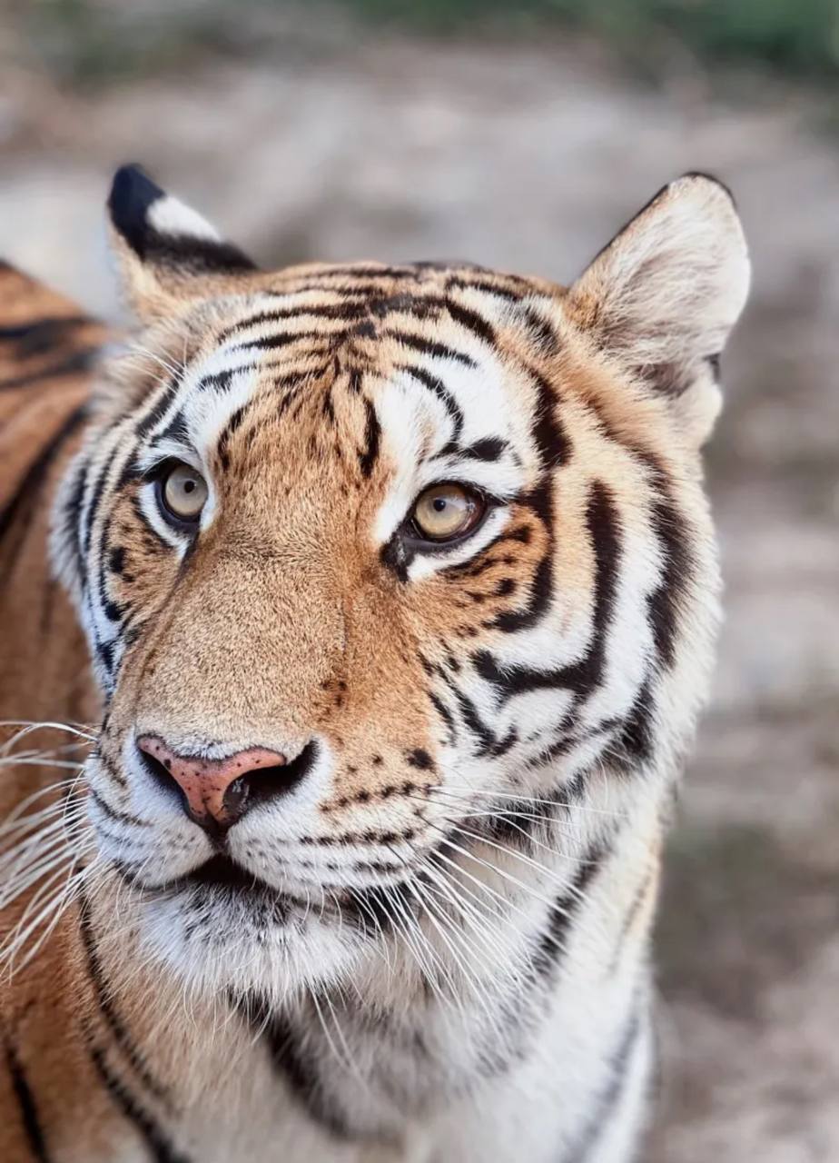 The Siberian Tiger Park in Harbin – how to visit