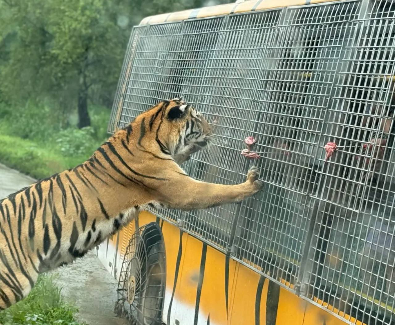 Tiger park in Harbin China