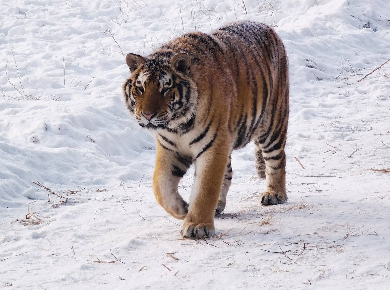 Tigers in Harbin China