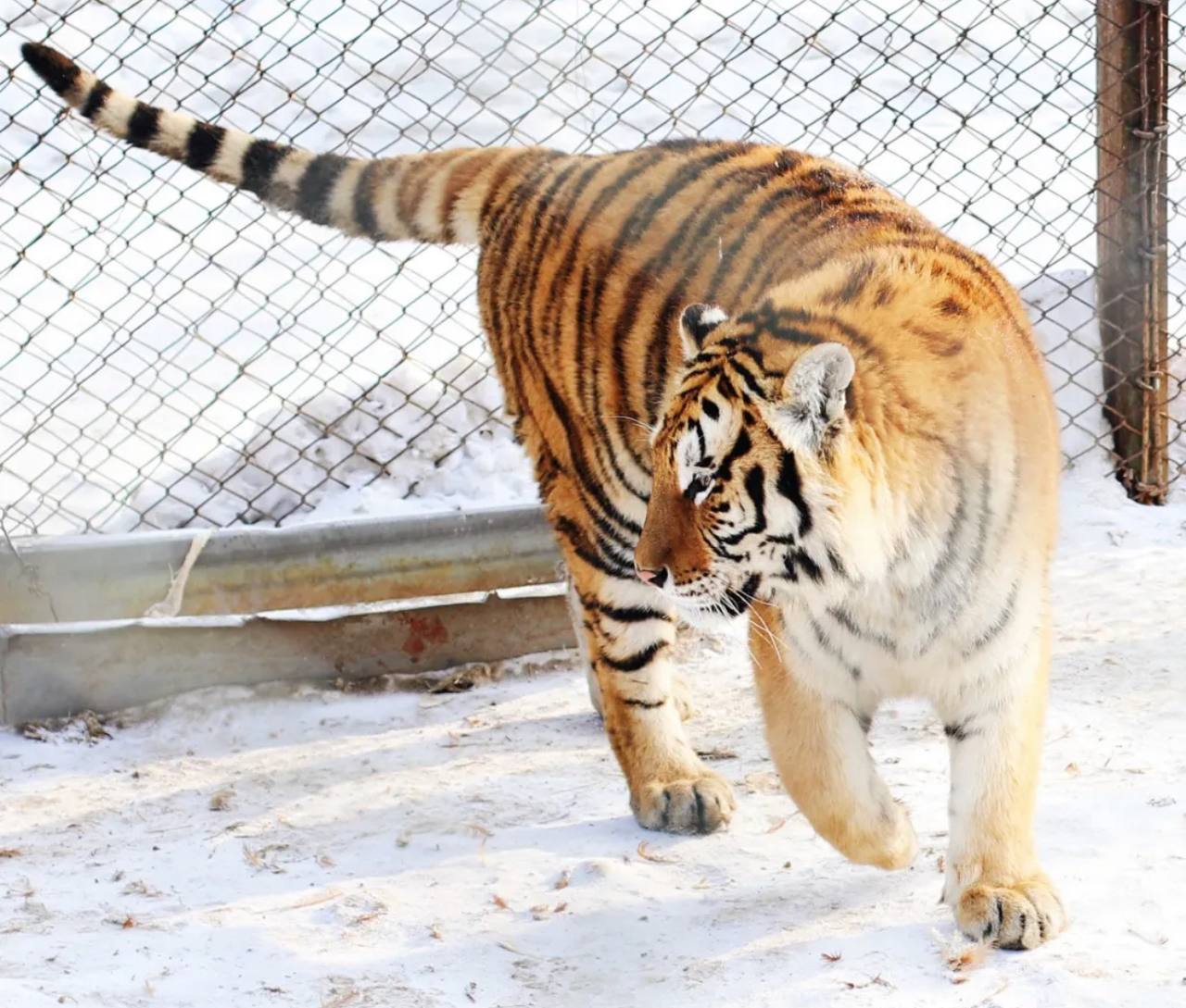 What is Siberian Tiger Park