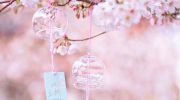 Pingba Cherry Blossom Garden in Guizhou in China
