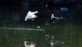 Haizhu Wetland Park – The Green Lung of Guangzhou