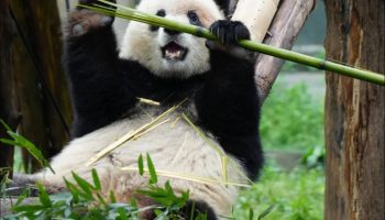 Why you should visit Chongqing Zoo