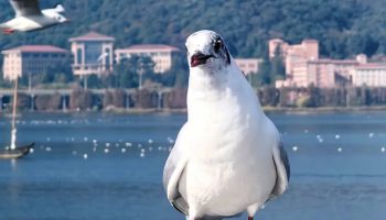 Dianchi Lake birdwatching