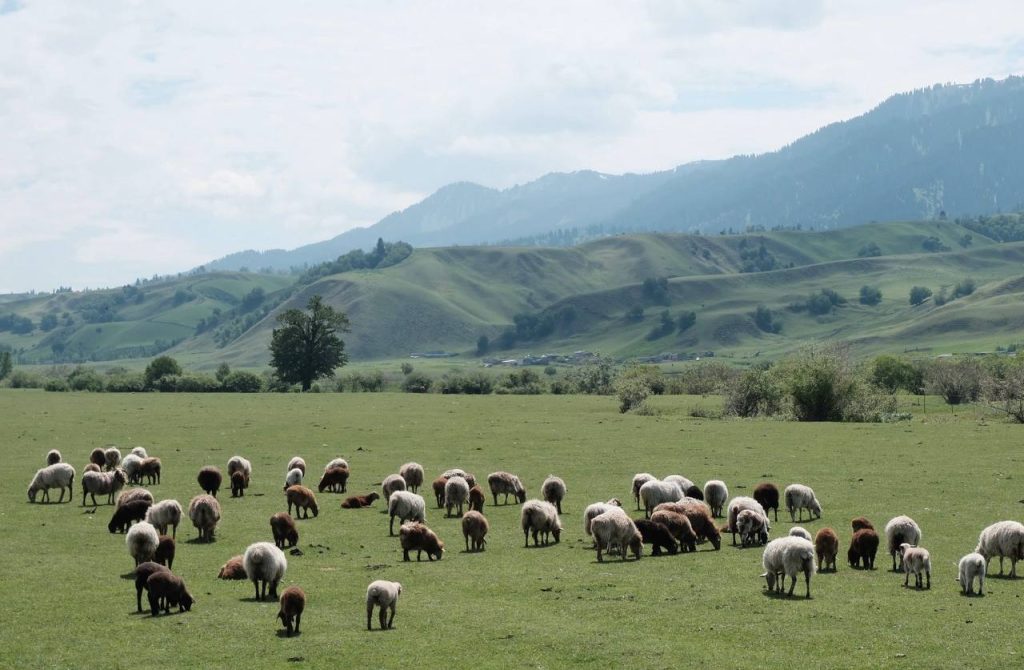 Nalati Grassland wild nature Xinjiang