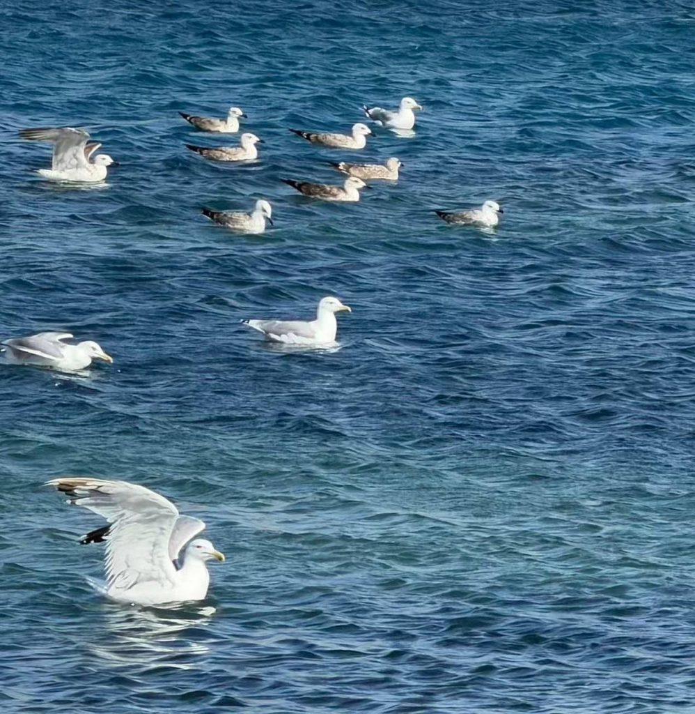 birds Sayram lake in China